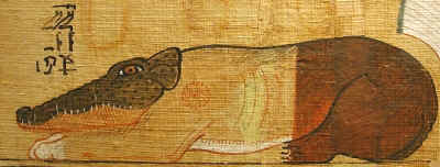 Ammout 1